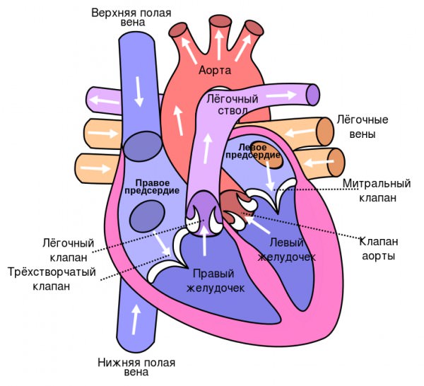 Влияние курения на сердце