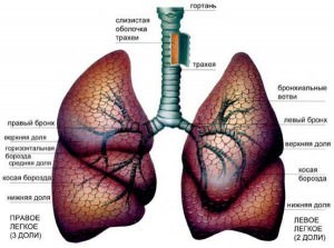Почему от курения болят легкие?
